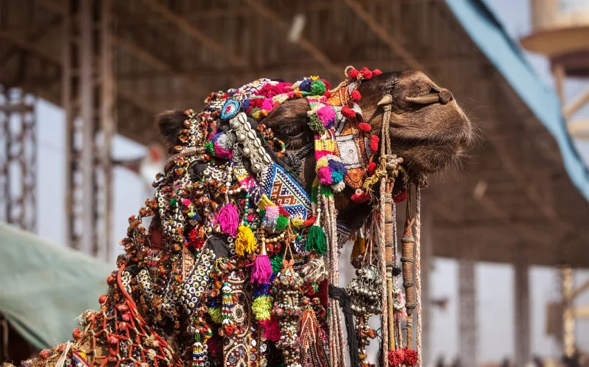 Pushkar Camel Fair